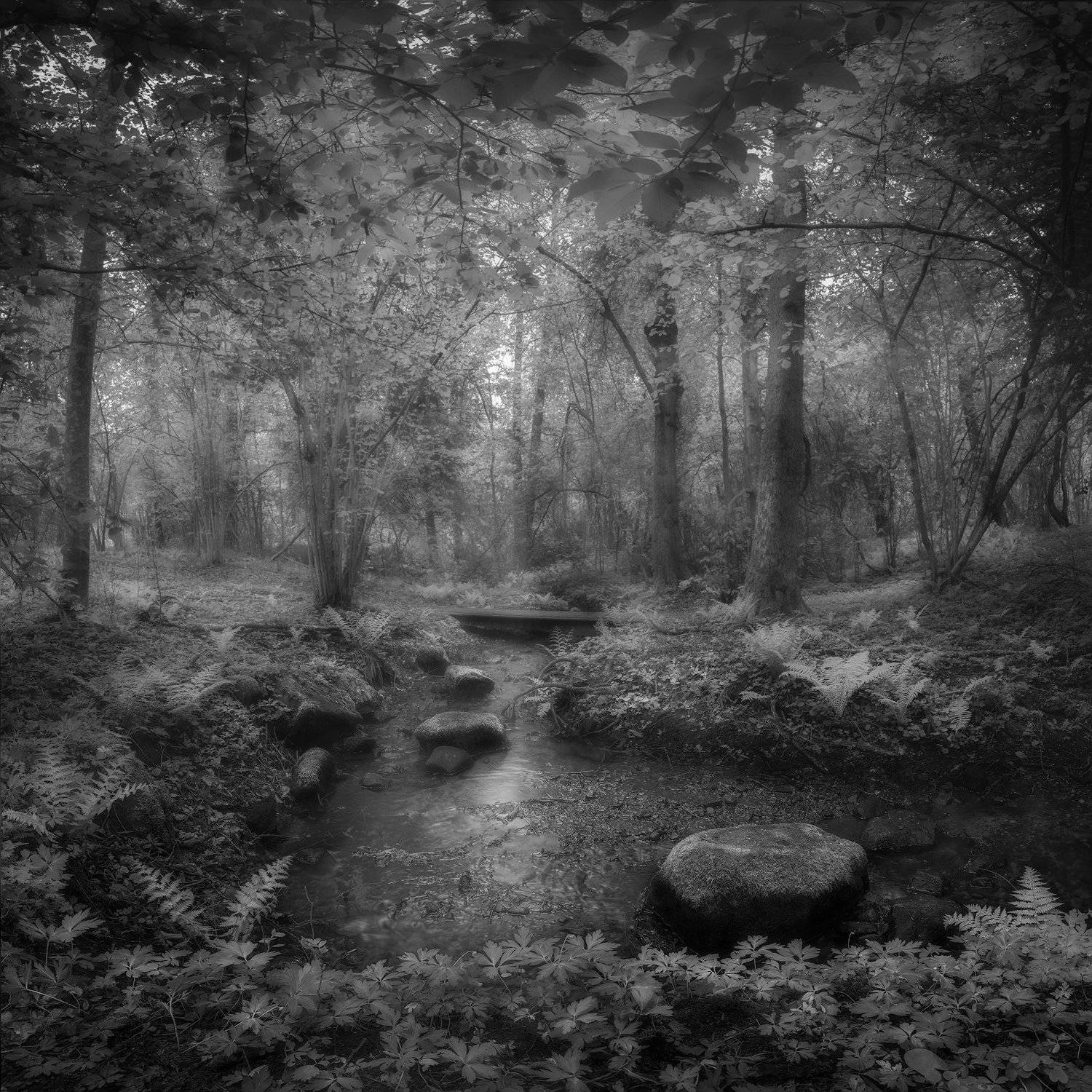 beech trees, beeches, black and white, bourn, Bracken, bridge, brook, Bushes, coppice-wood, fern, Forest, Green, Hampetorp, Leaves, Light rays, moss, nature, Nature Reserve, Nature Reserve Derbol, Nordic Light, outdoors, path, Reflections, Rock, Scandinav, Ludwig Riml