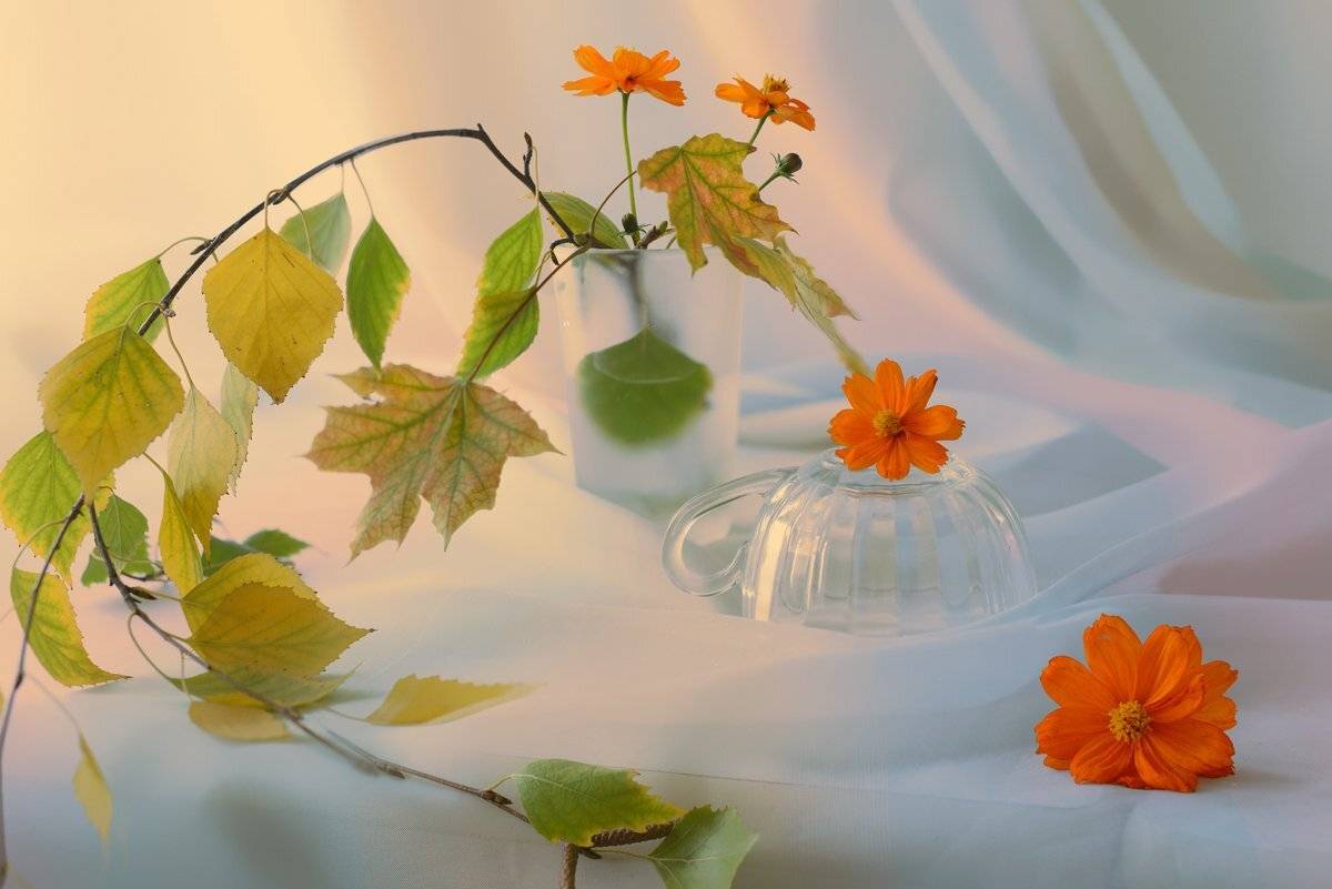 , Анжелика Королева