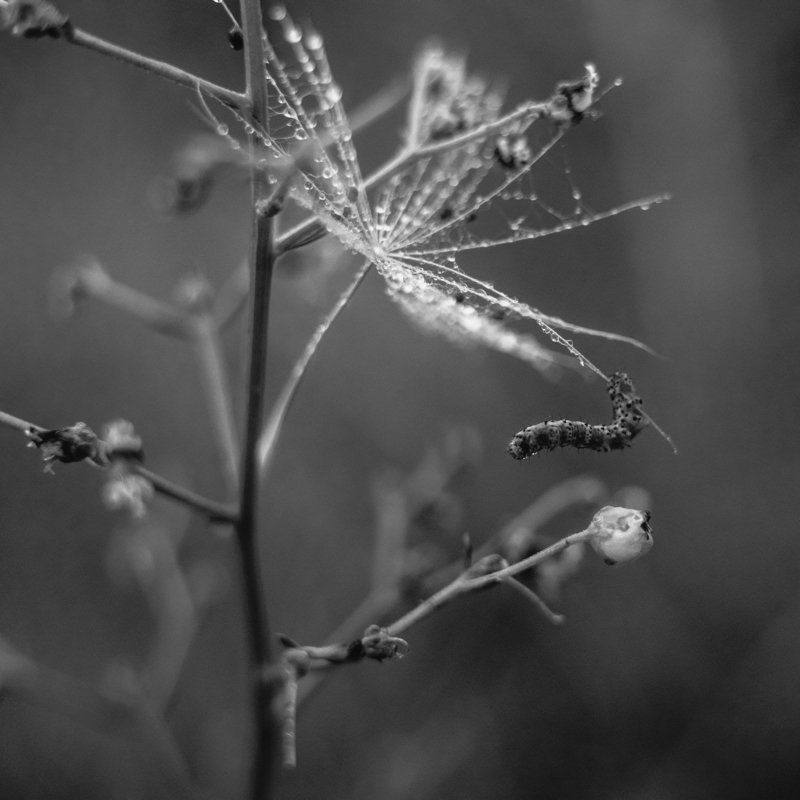 роса, весна, цветок, капля, растения, гусеница, чёрное и белое, макро Созерцание фото превью