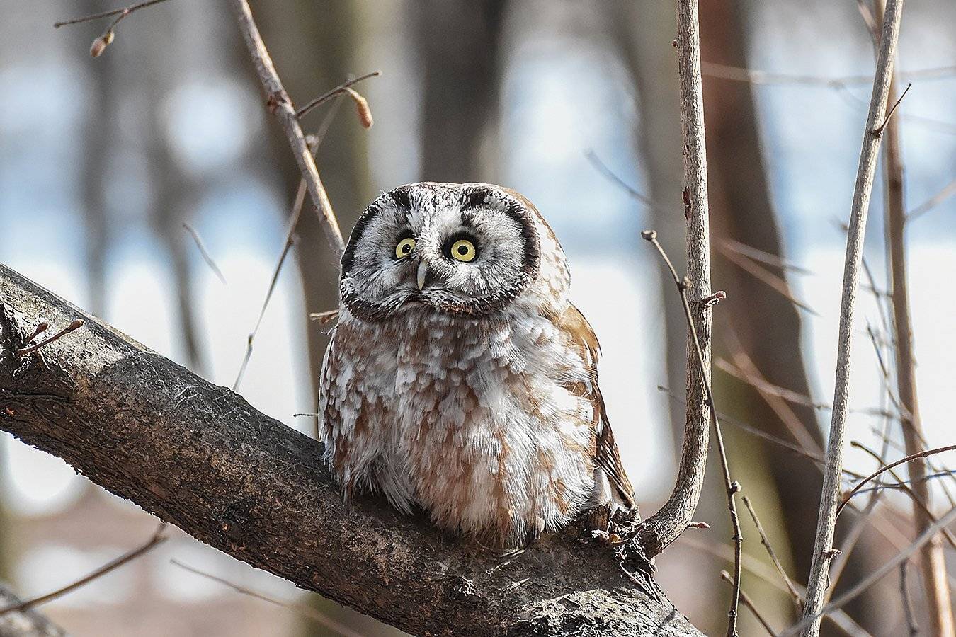 природа,птицы,животные, Сергей Духанин