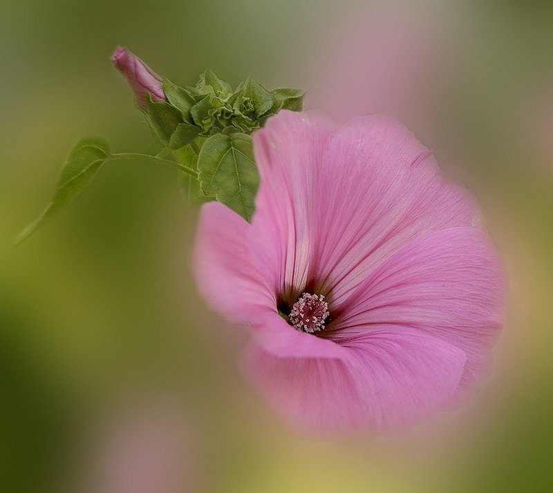 Нежность утра фото превью