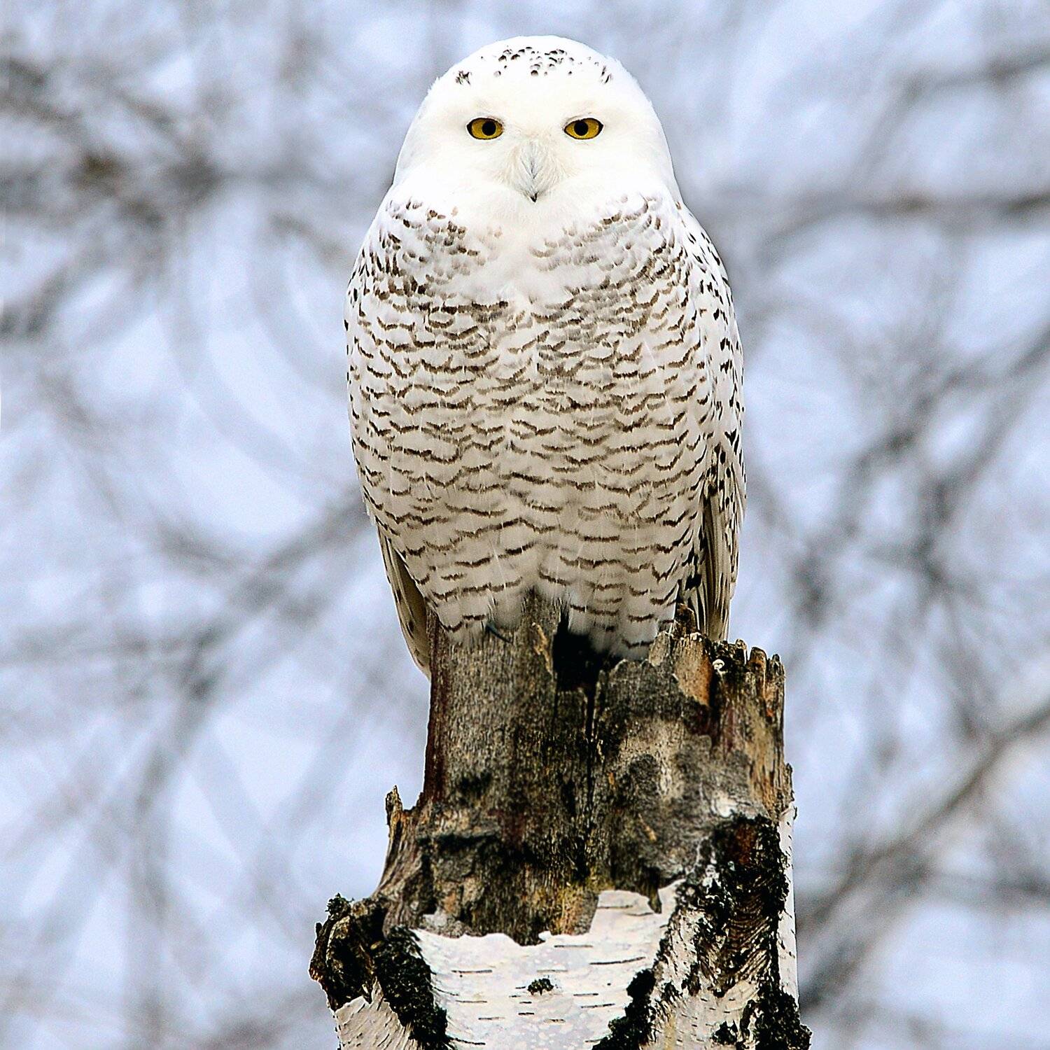 , Михаил Белоусов