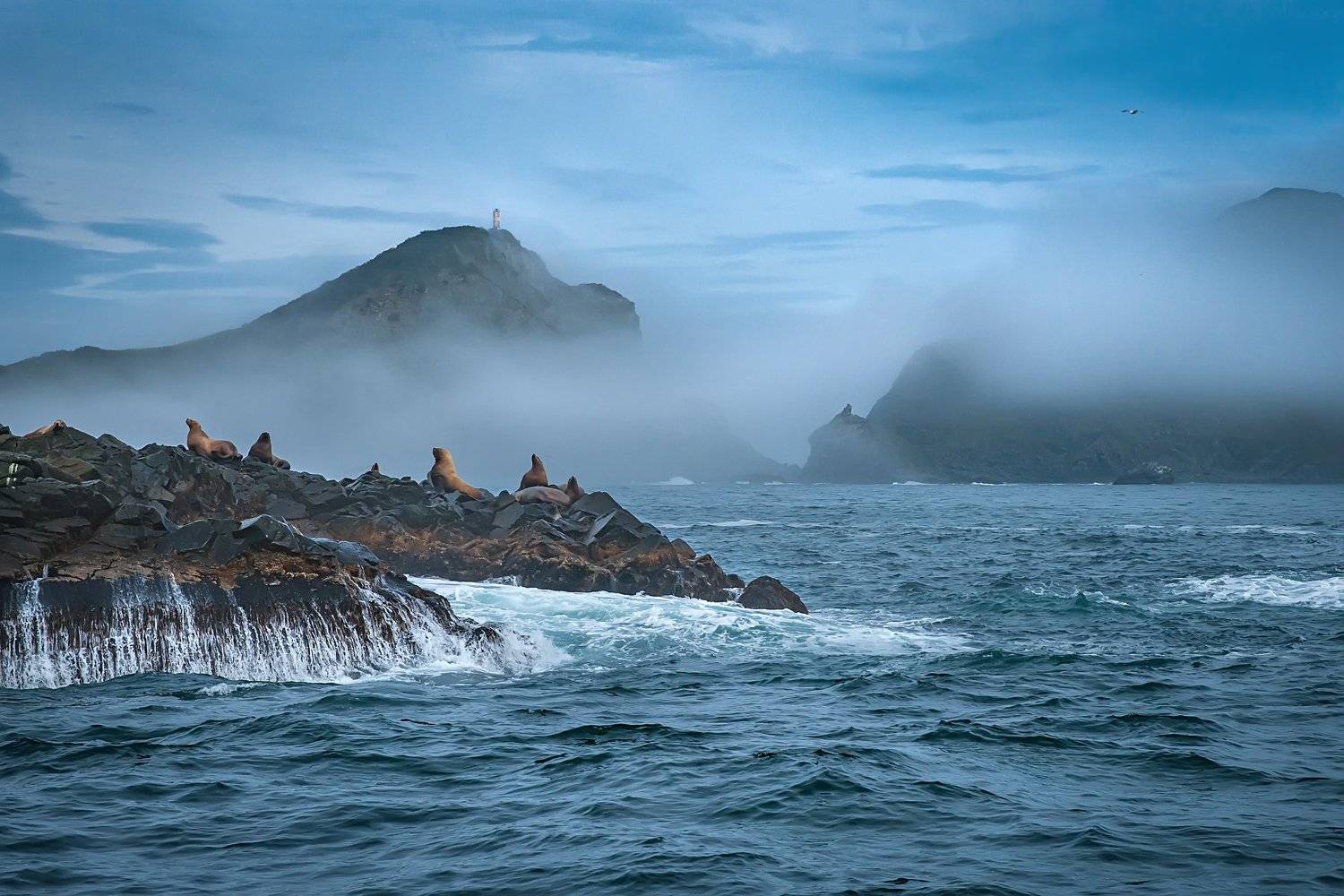 #пейзаж #путешествия #море #камчатка #сивучи #туман, Ольга Мусиенко