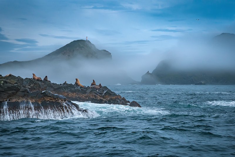 #пейзаж #путешествия #море #камчатка #сивучи #туман Камчатское морское. фото превью