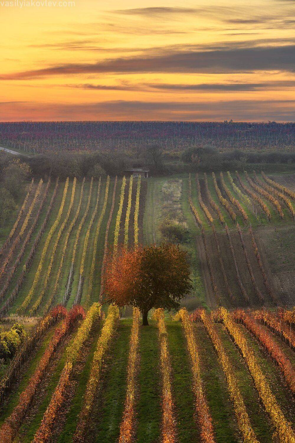 моравия, чехия, осень, Василий Яковлев
