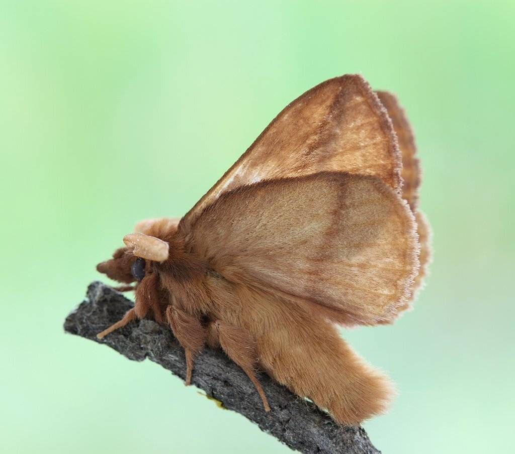 , Сергей Таланов