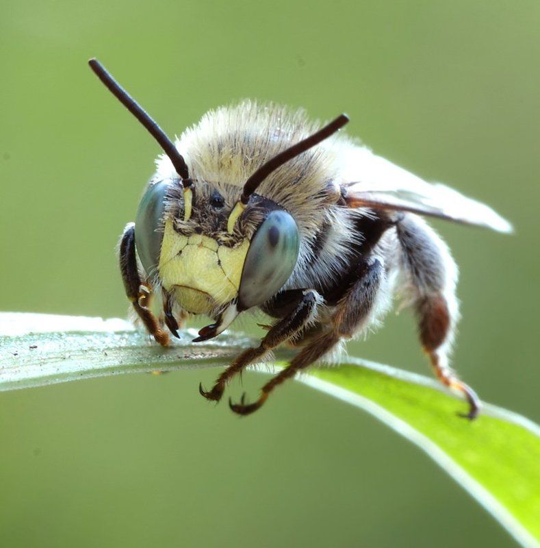 бульдожка фото превью