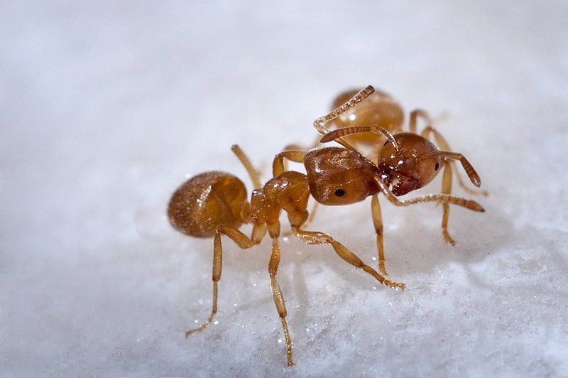 Kissing Ants фото превью