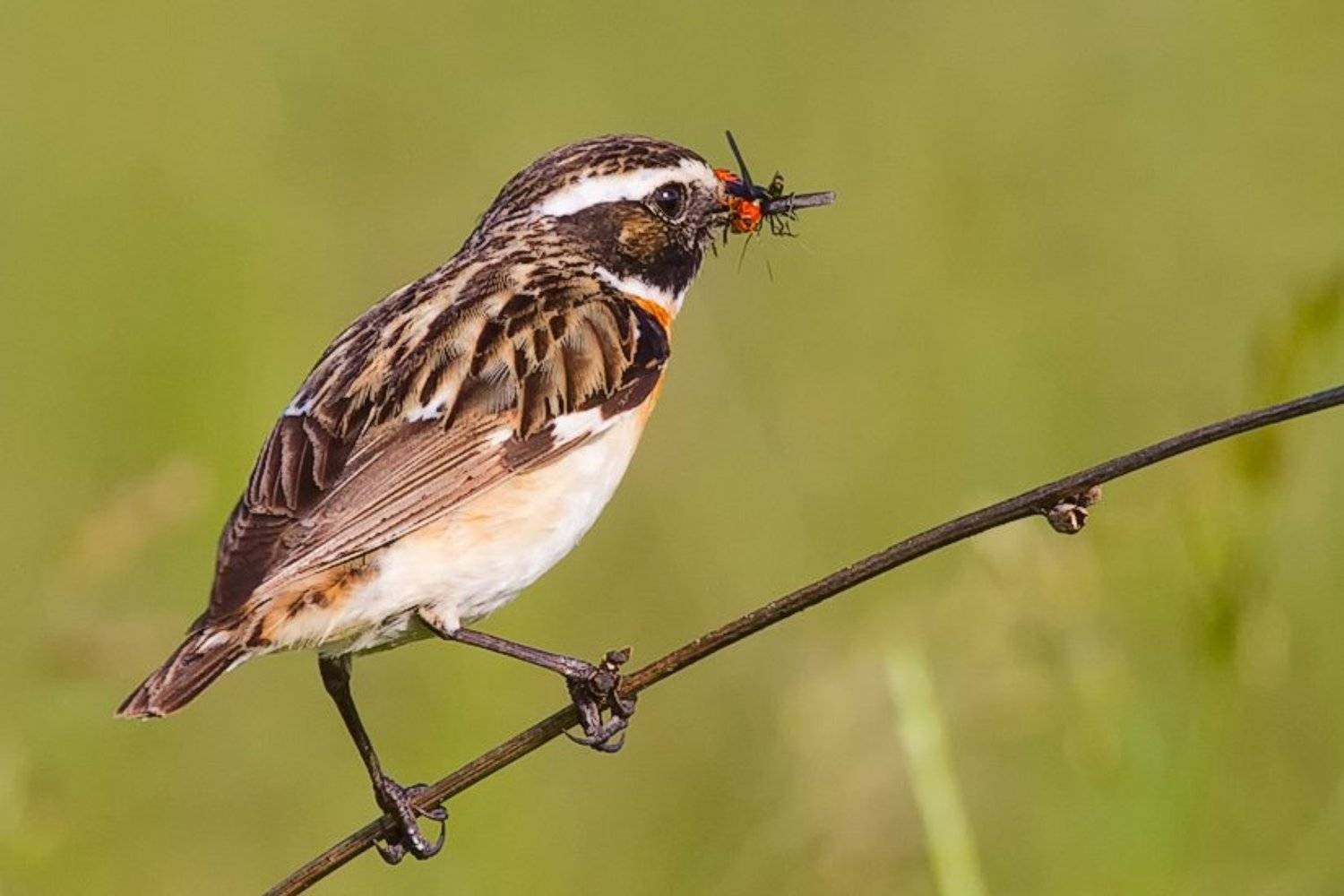 , Георгий Грушин (Photo-classic)