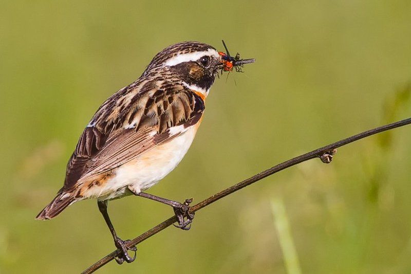 Завтрак для детишек. фото превью