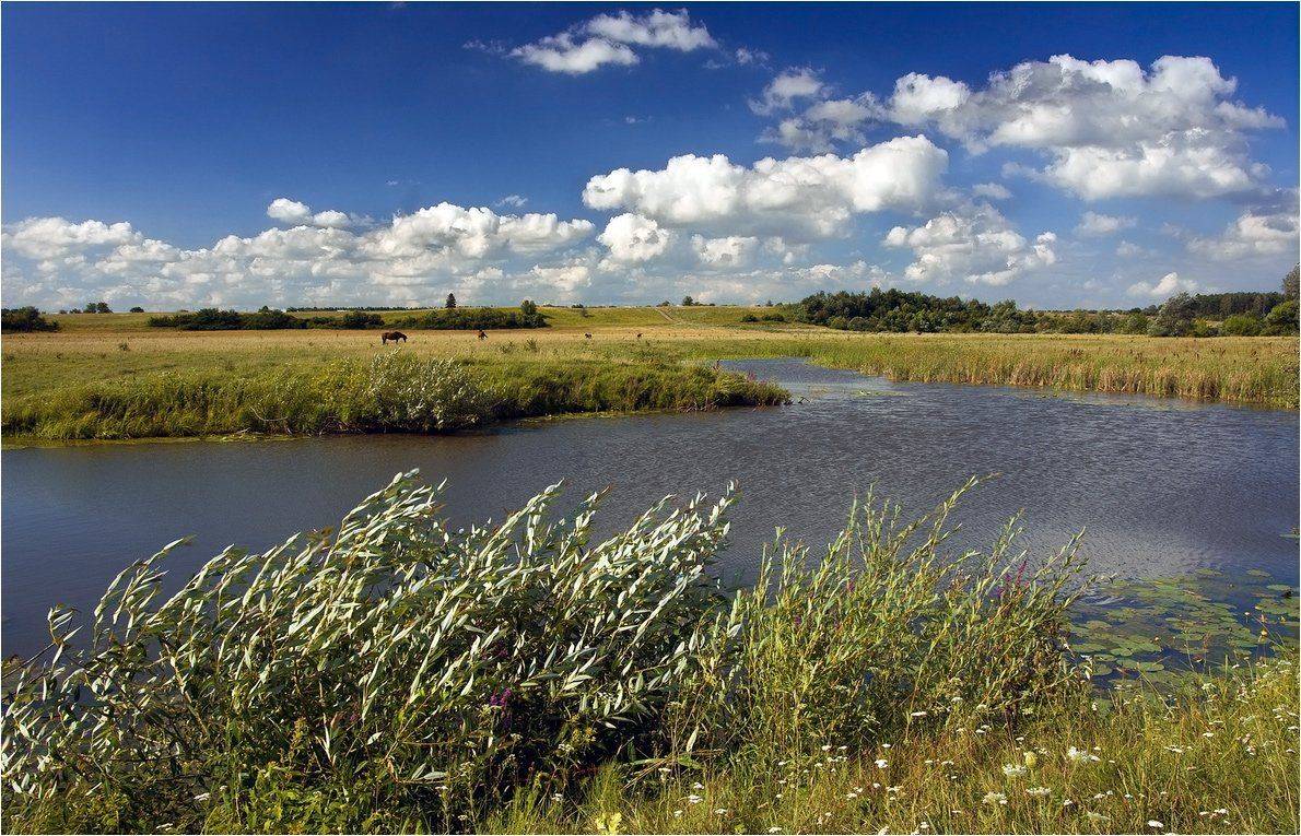 , Николай Шахманцир