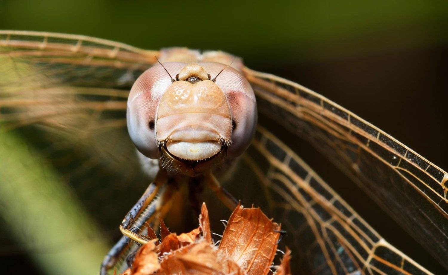 nikon, d7000, dragonfly, macro, close-up, nature, insect, odonata, стрекоза, макро, природа, насекомое, Эдуард Ким