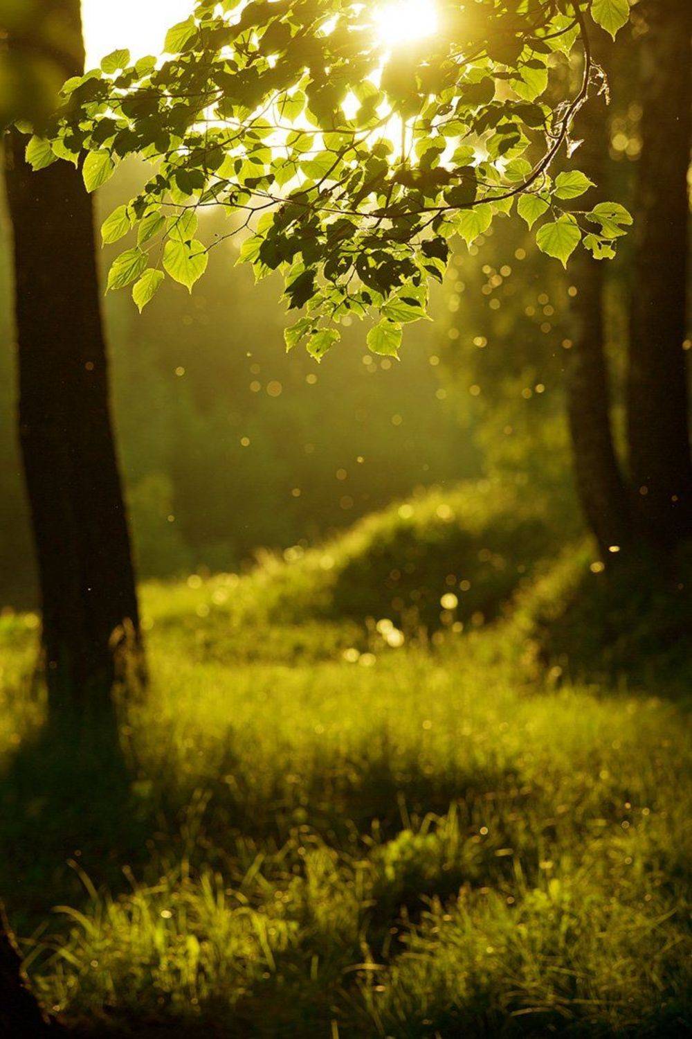 , Роман Белоцерковец