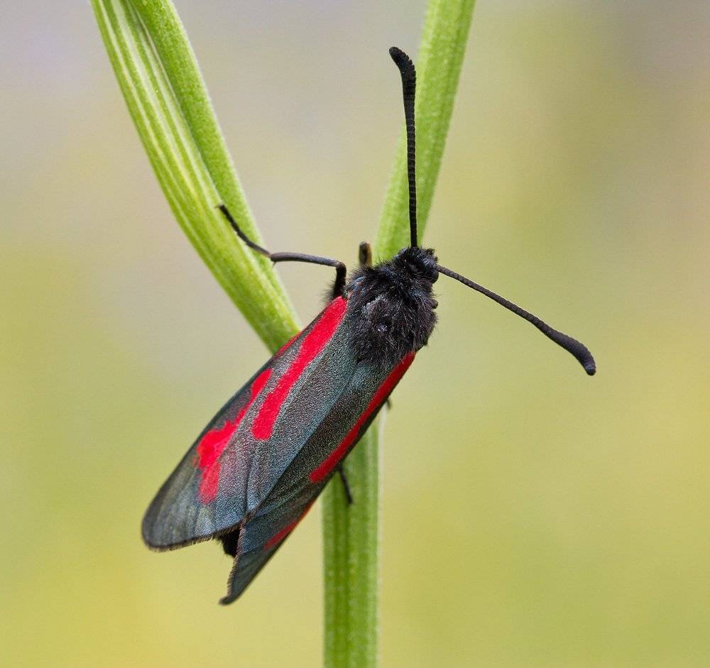 , Шмыров Илья