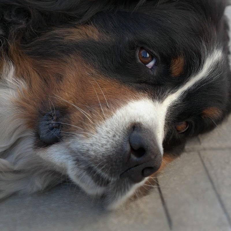 , Петр Антонович