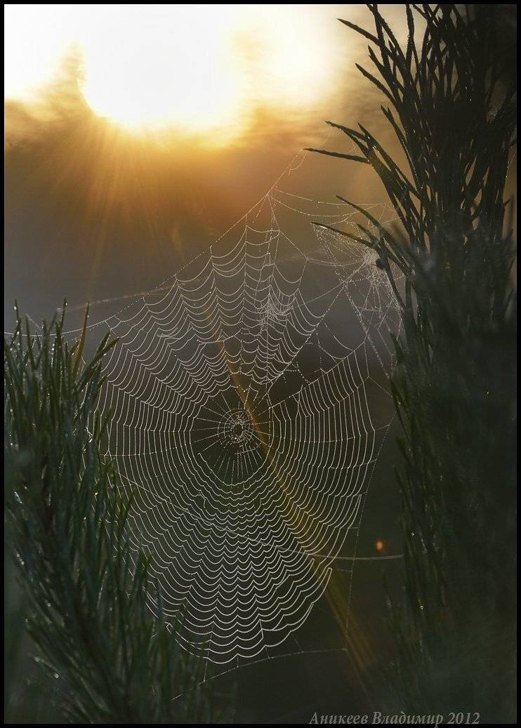 утро, рассвет, Аникеев Владимир