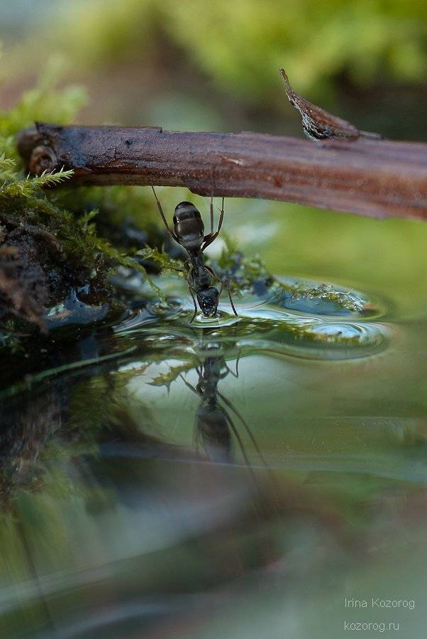 муравей, Ирина Козорог