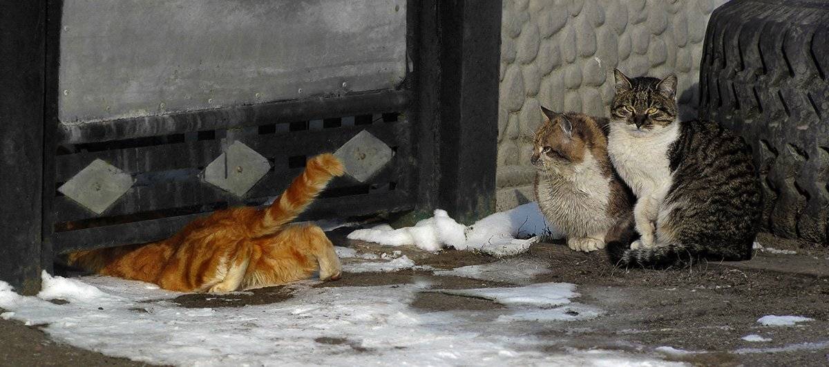 , Радковская Наталья