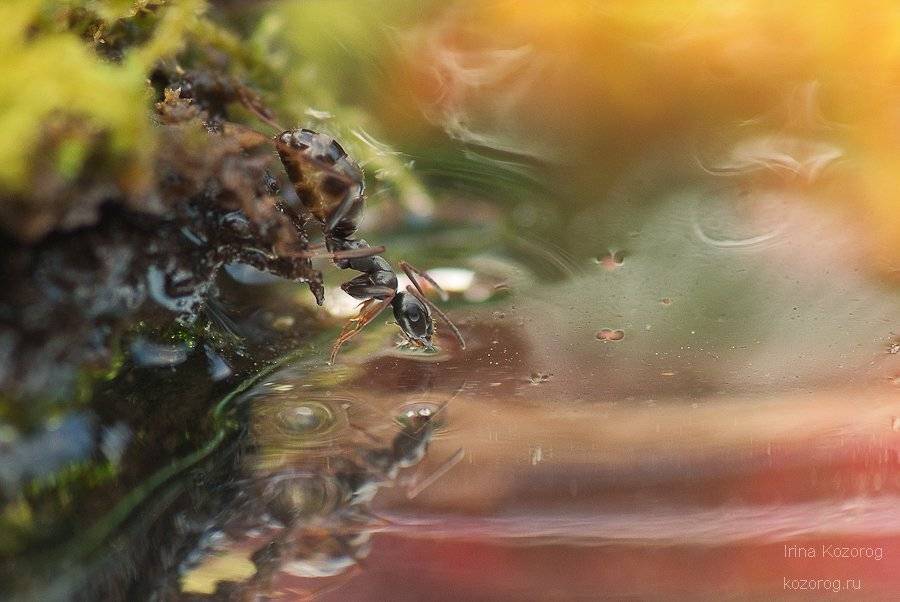 муравей, Ирина Козорог
