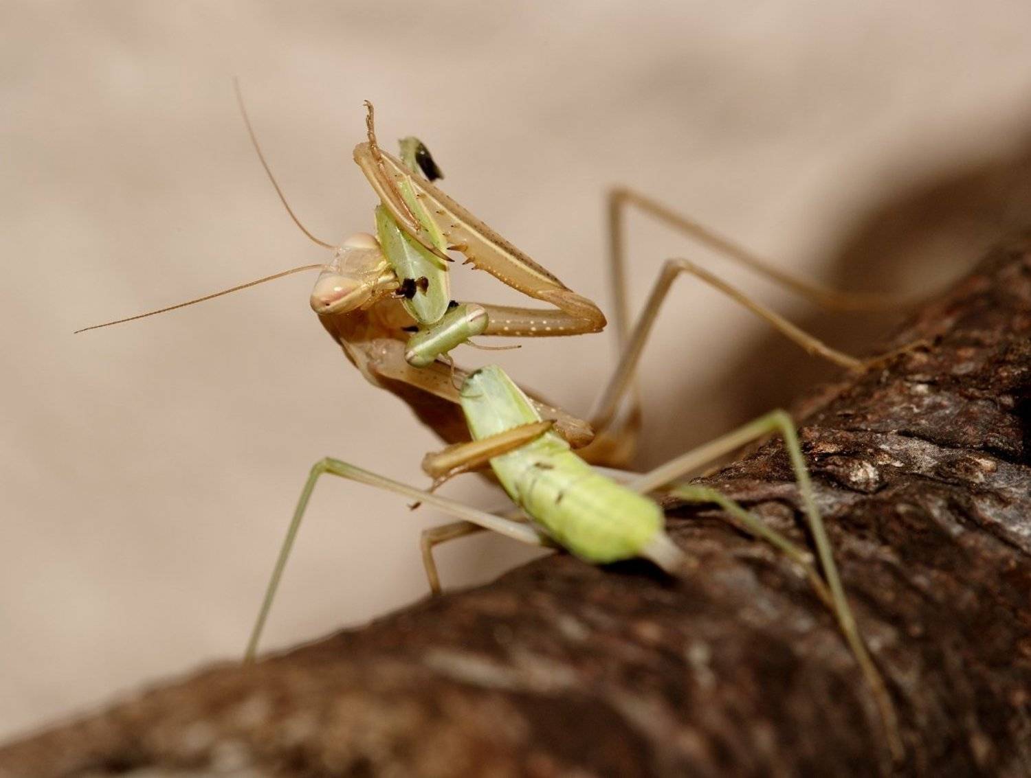богомол, охота, каннибализм, любовь, секс, страсть, обед, гурман, деликатес, KSergeyV