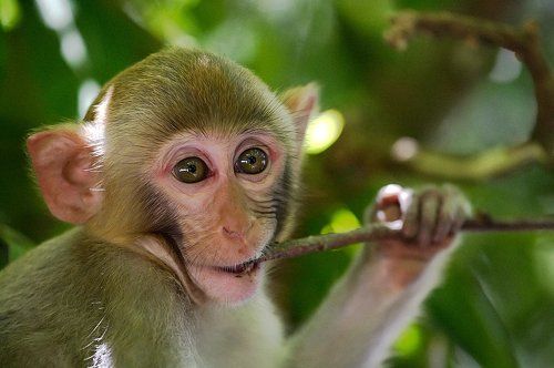 Зубы чешутся