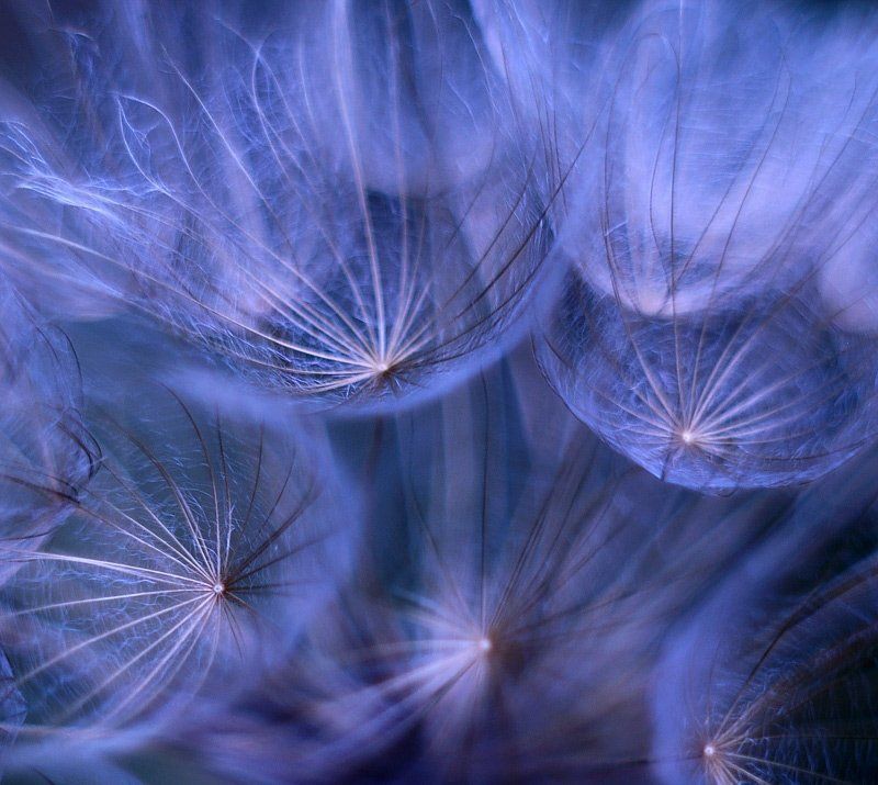 jellyfishes фото превью