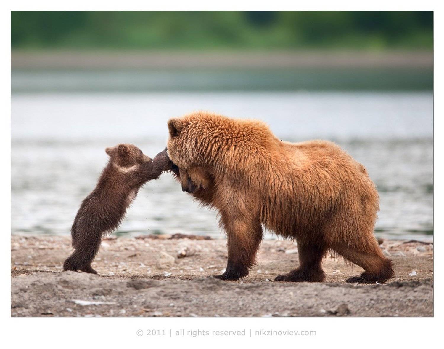 медведица, медвежата, камчатка, курильское озеро, дикая природа, россия, николай зиновьев, Николай Зиновьев