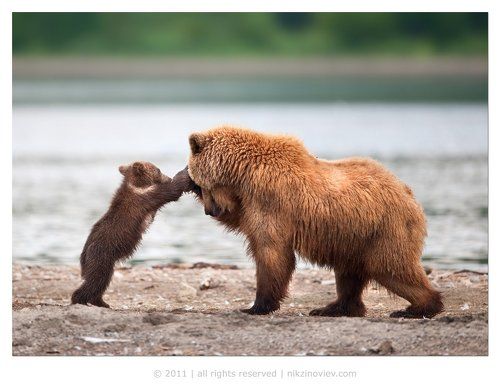 Давай сынуля!