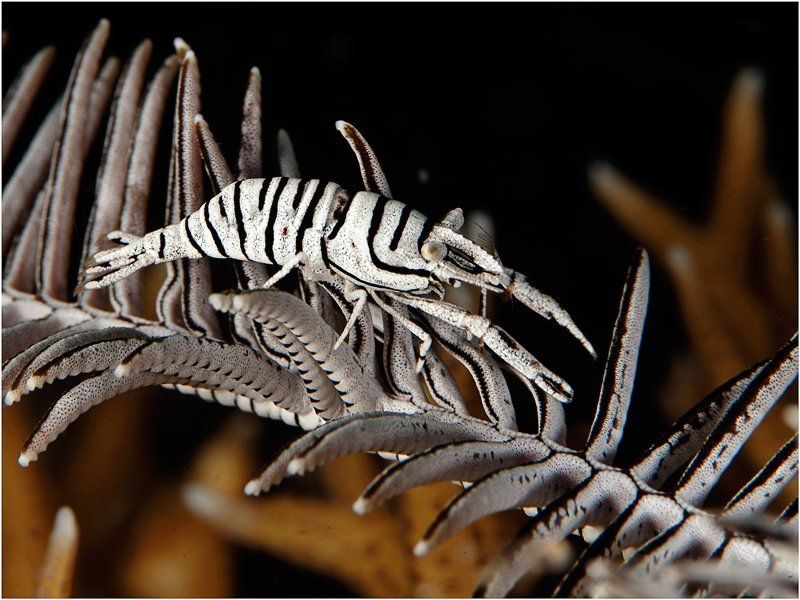 рогатая креветка, crinoid shrimp, креветка-комменсал, филиппины Криноид 2 фото превью