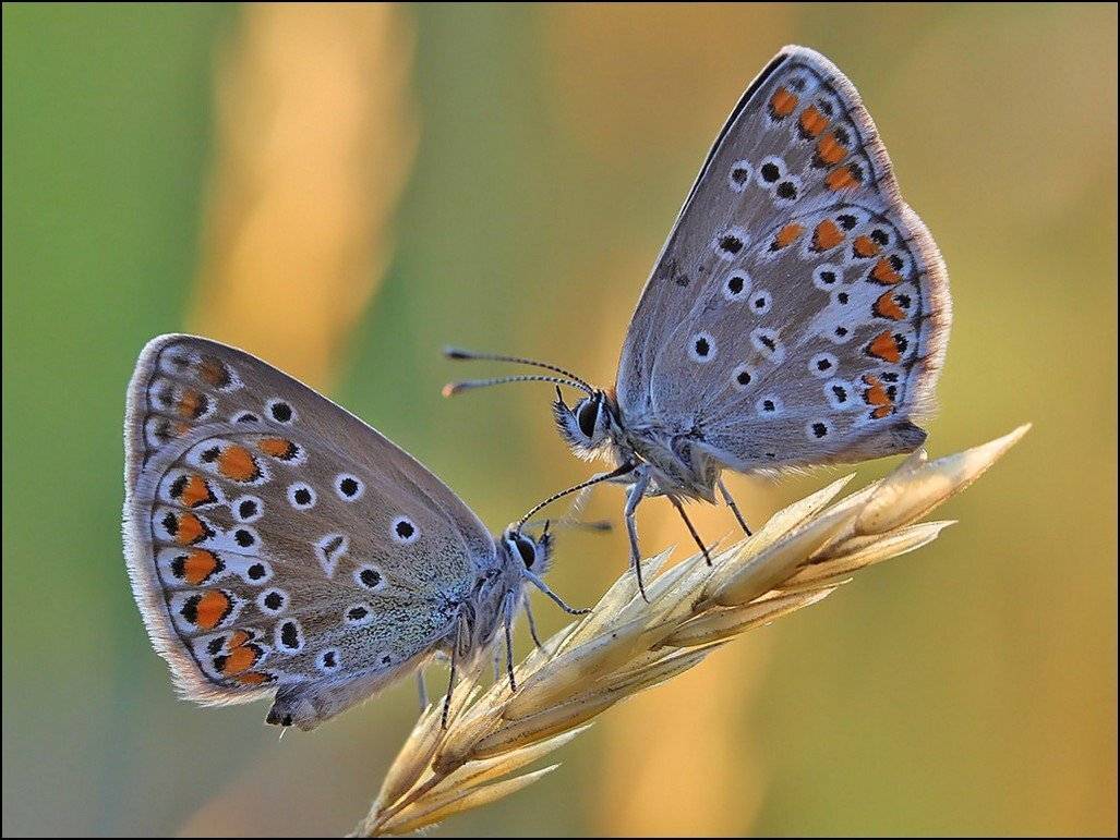 бабочка,макро,насекомые,, Андрей Корочкин