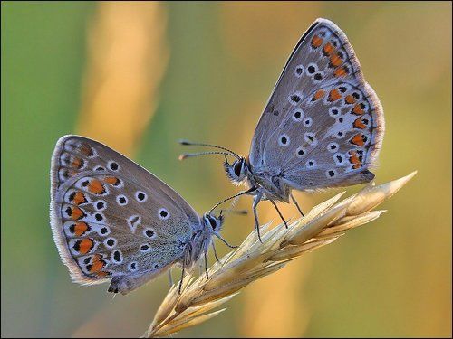 Запрещённый приём...
