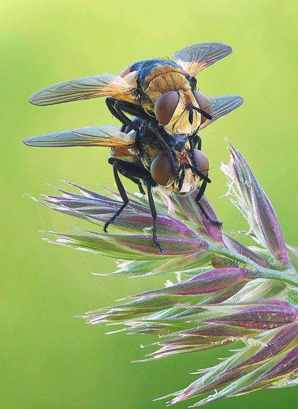 биплан фото превью