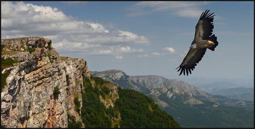 Там, где живут эти гордые птицы