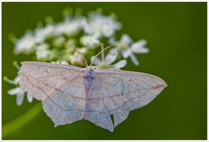 ^^ фото превью