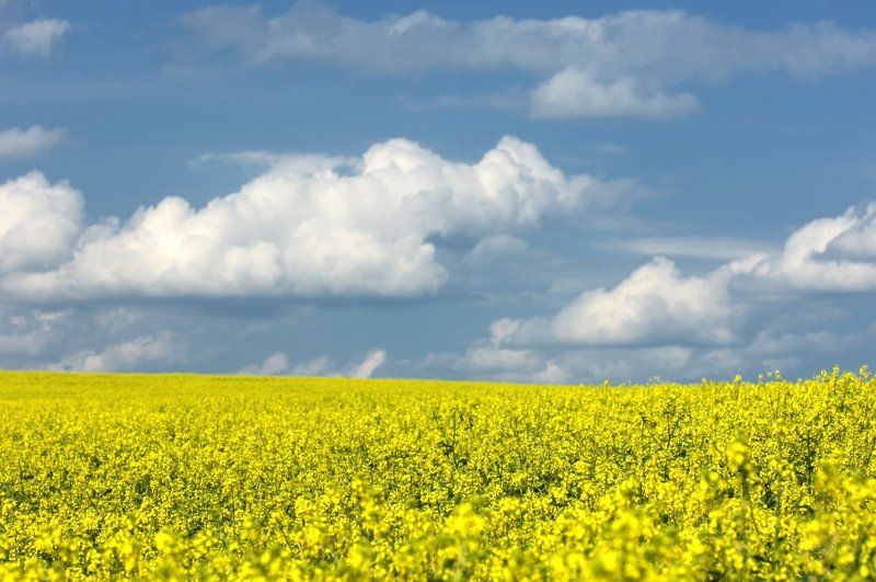 рапс фото превью