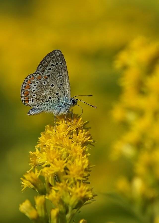 голубянка, Cheplenko Aleksey