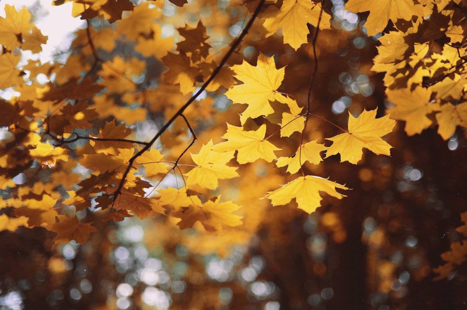 , Александр