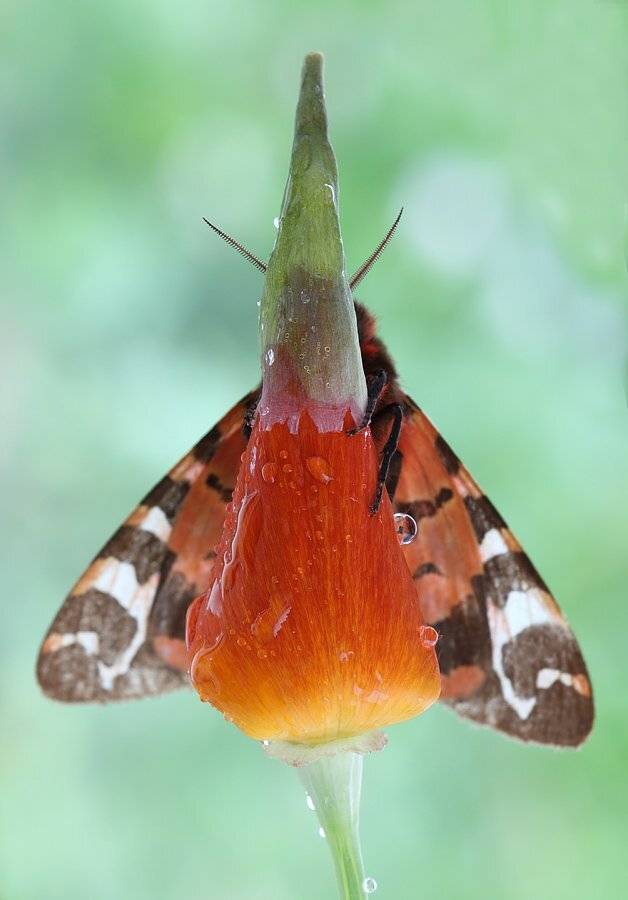 , Сергей Таланов