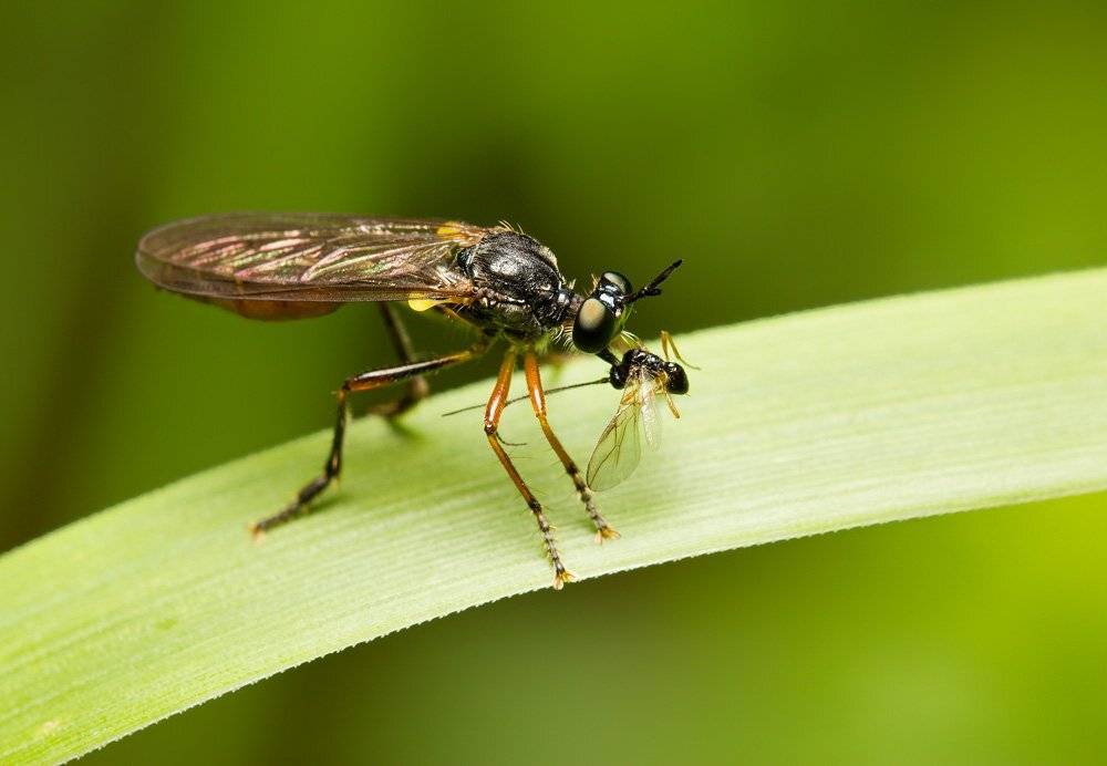 *, Шмыров Илья