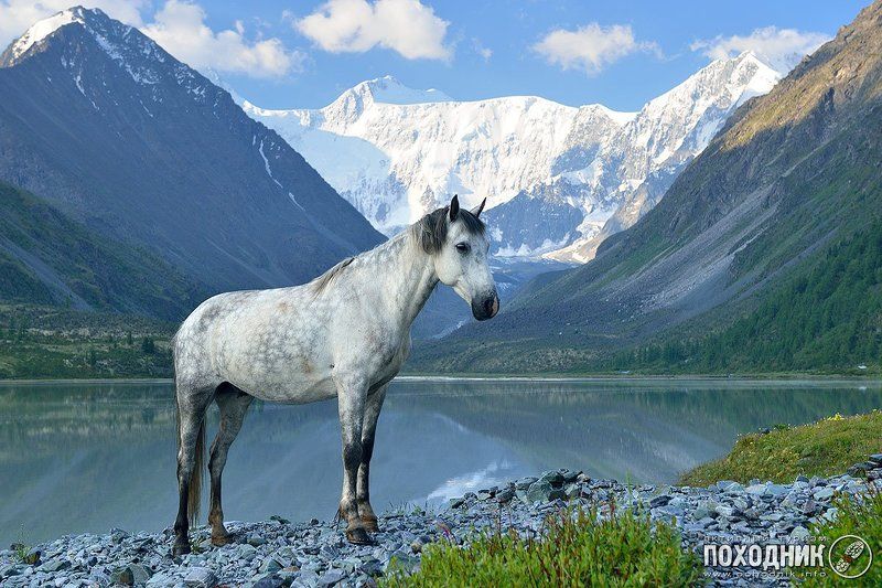 Белая лошадь на фоне Белухи фото превью