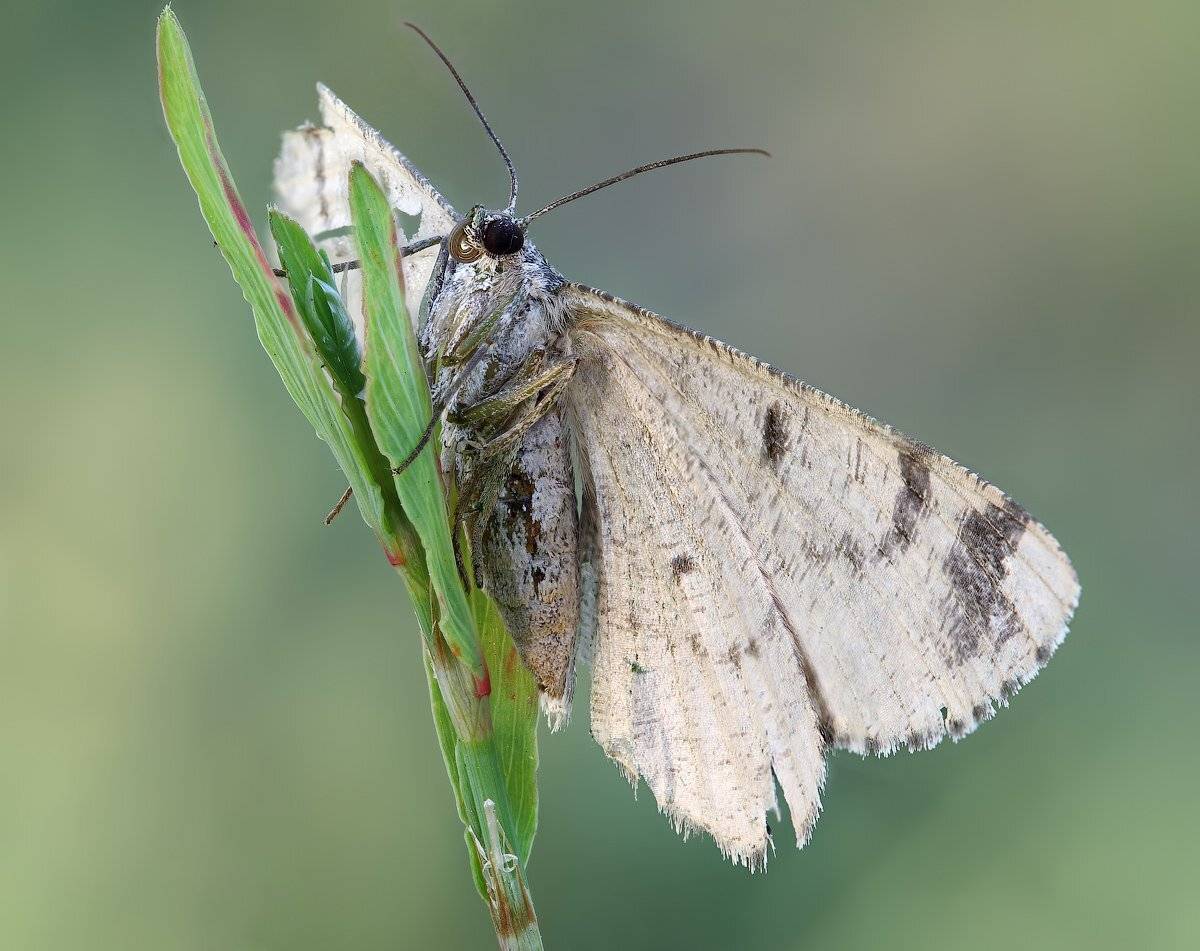 , Вадим Ходаковский
