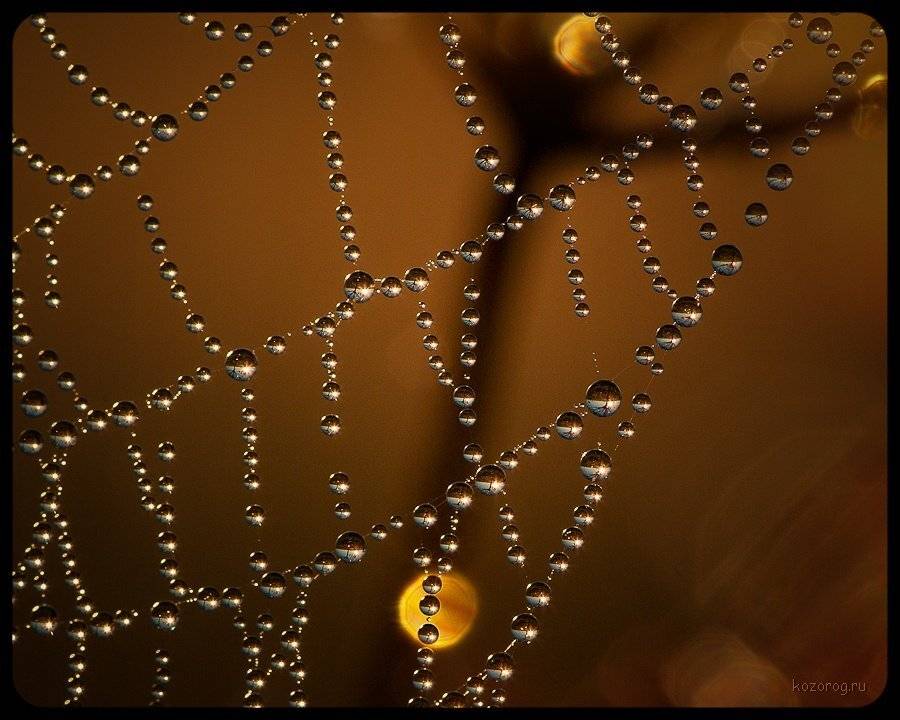 паутина, капли, отражение, Ирина Козорог