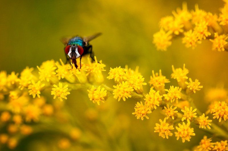 The Fly фото превью