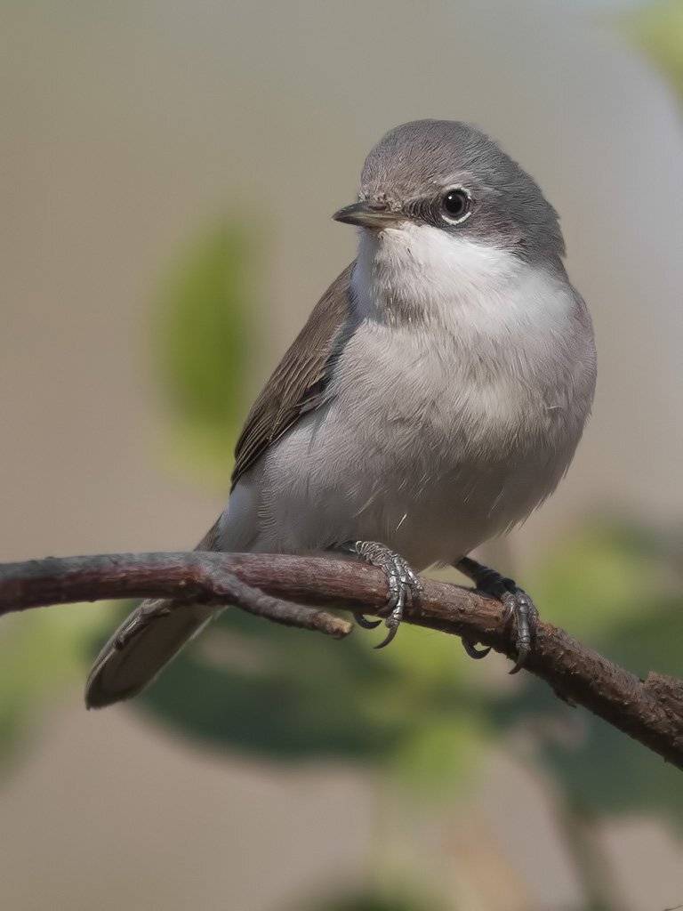 славка, Ляпустин Юра