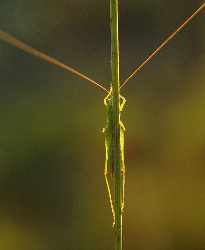 Пацифист фото превью