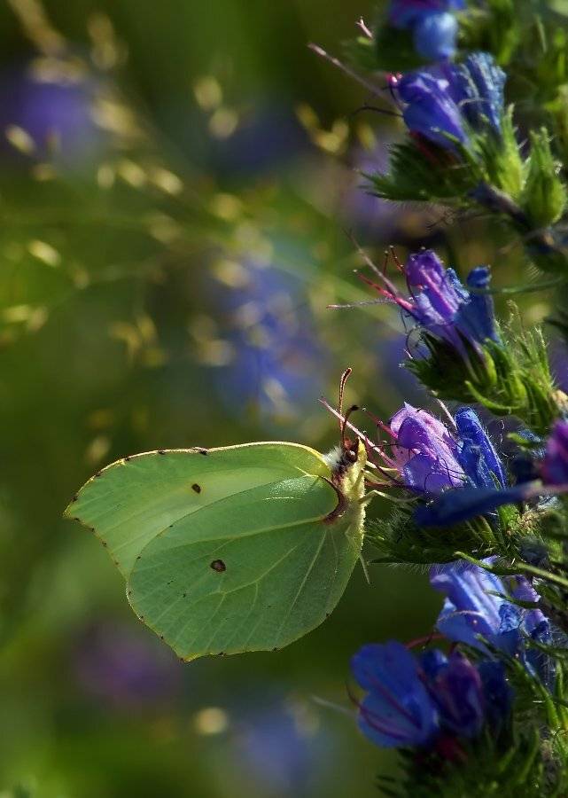 лимонница, Cheplenko Aleksey