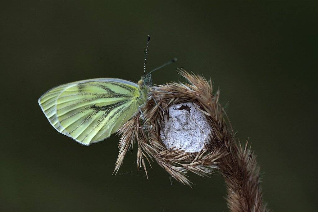 , Сергей Таланов
