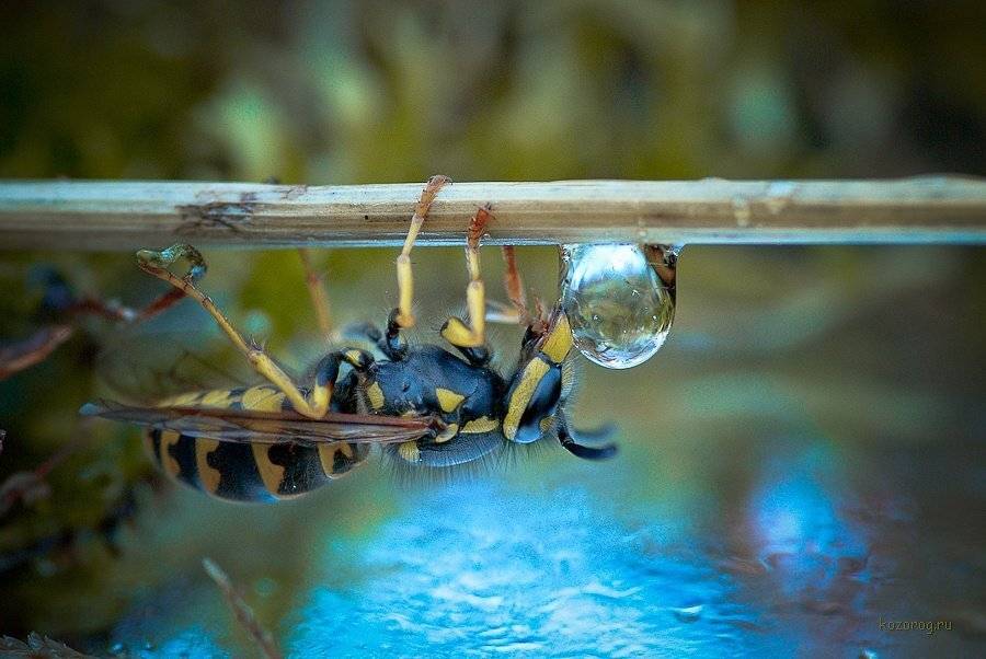 оса, Ирина Козорог