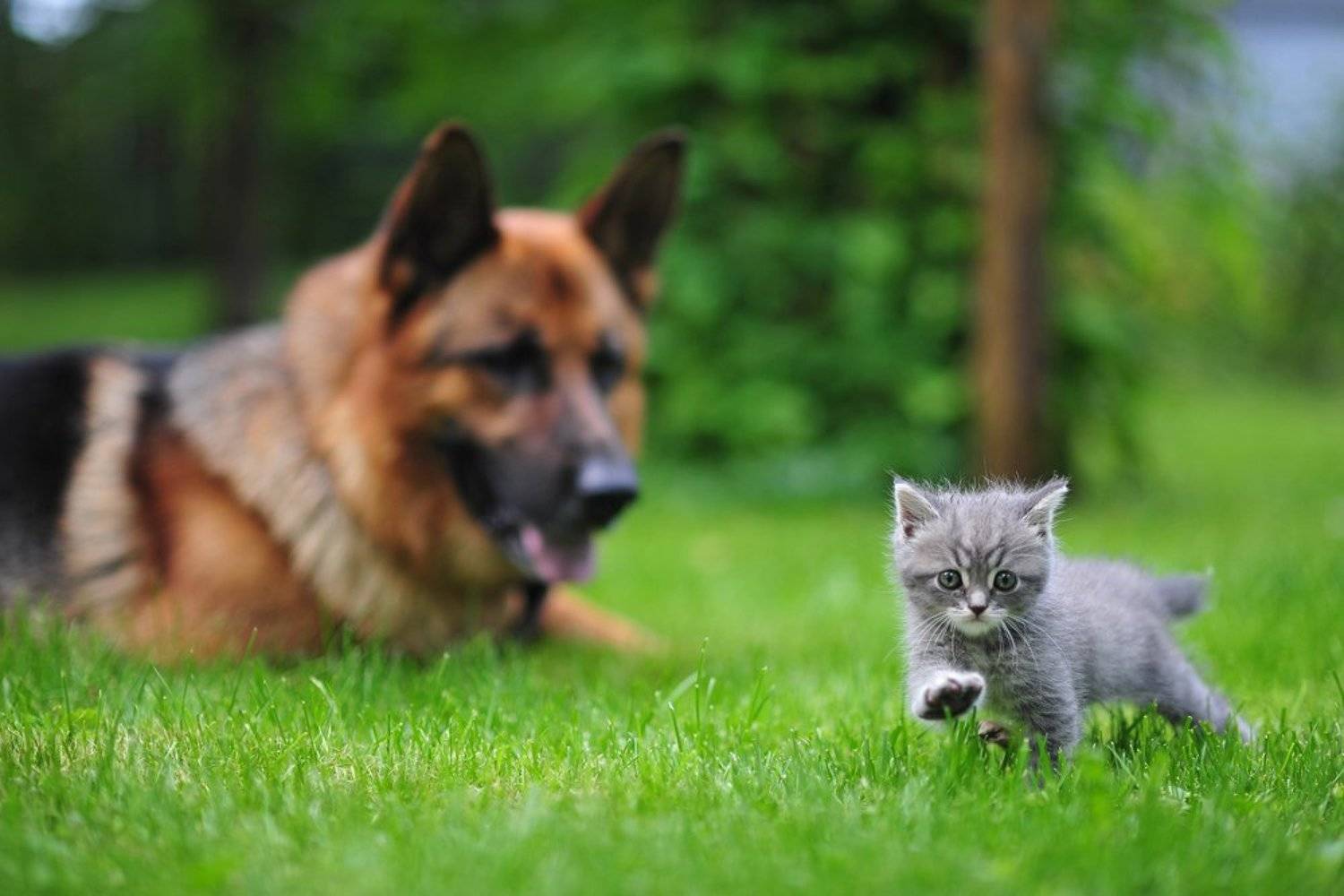 кот, кошки, котята, котенок, собаки, животные, Сотсков Николай