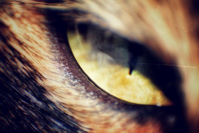 глаза, кот, кошки частицы фото превью